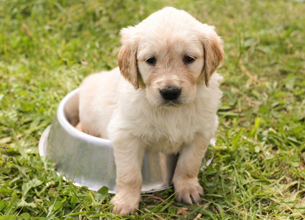 Das Traning der jungen Hunde sollte bereits im Welpenalter beginnen