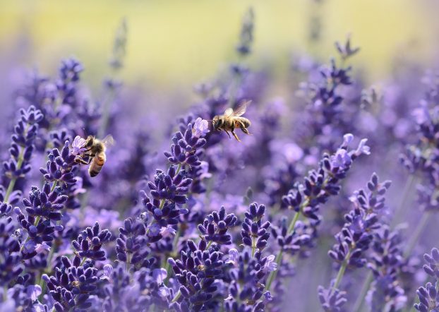 Insektenschutz