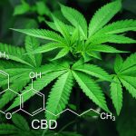 CBD Dosis und Anwendung