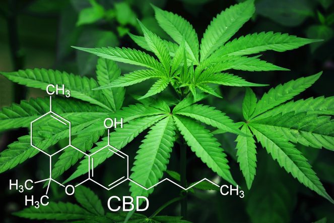 CBD Dosis und Anwendung