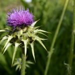 Wirkung der Mariendistel