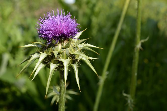 Wirkung der Mariendistel