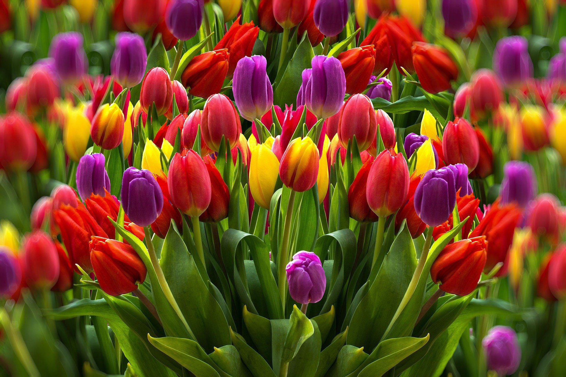 Tulpen pflanzen So machen Sie es richtig blogigo.de