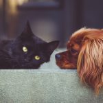 Hund und Katze