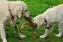 Bewegungsspiele für den Hund – 5 Tipps, mit denen Hunde beschäftigt werden können!