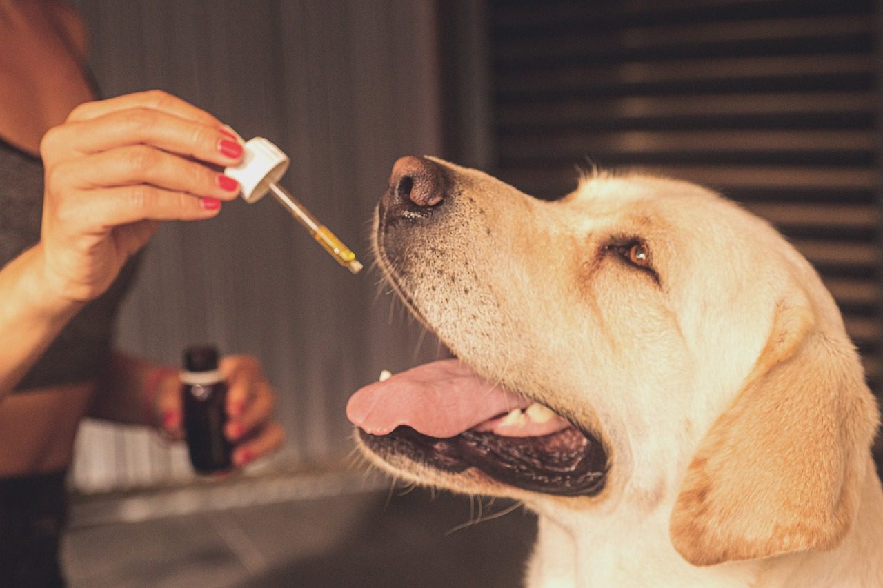 Vom Wirkstoff CBD profitieren im Alltag auch die tierischen Vierbeiner. Sie haben ebenfalls ein Endocannabinoid-System. Besonders gerne wird CBd bei ängstlichen sowie älteren Tieren, die chronisch krank sind, eingesetzt.