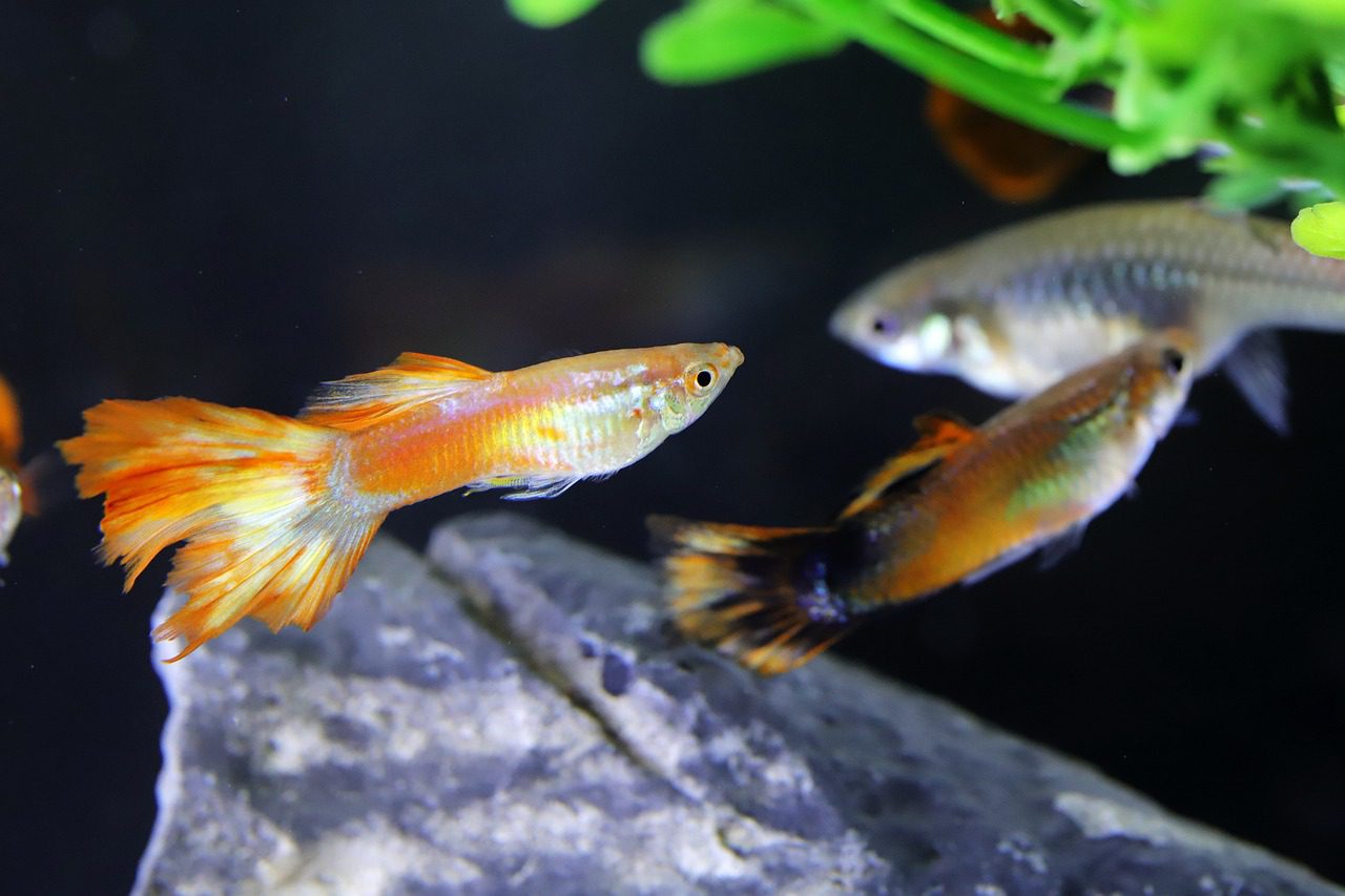 Was für ein Tier ist Goofy? blogigo.de