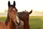 CBD Öl für Pferde: Neueste Forschungsergebnisse und Empfehlungen