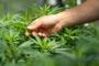 Cannabispflanzen anbauen: Was ist ab 1. April erlaubt?