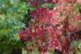 Amberbaum: Der bunte Hingucker für deinen Garten