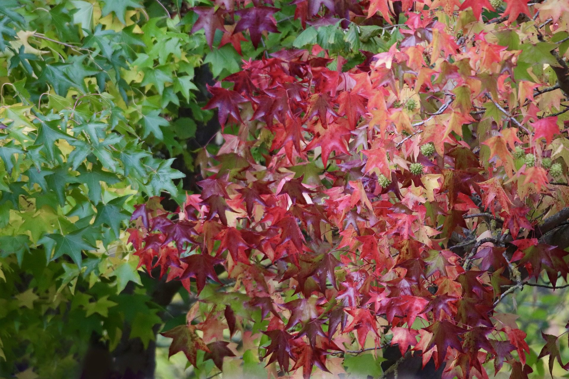 Amberbaum Der bunte Hingucker für deinen Garten blogigo.de