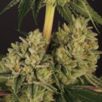 Cannabissamen