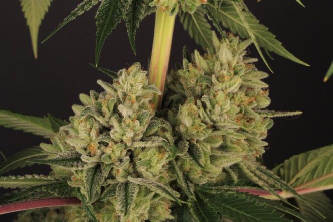Cannabissamen