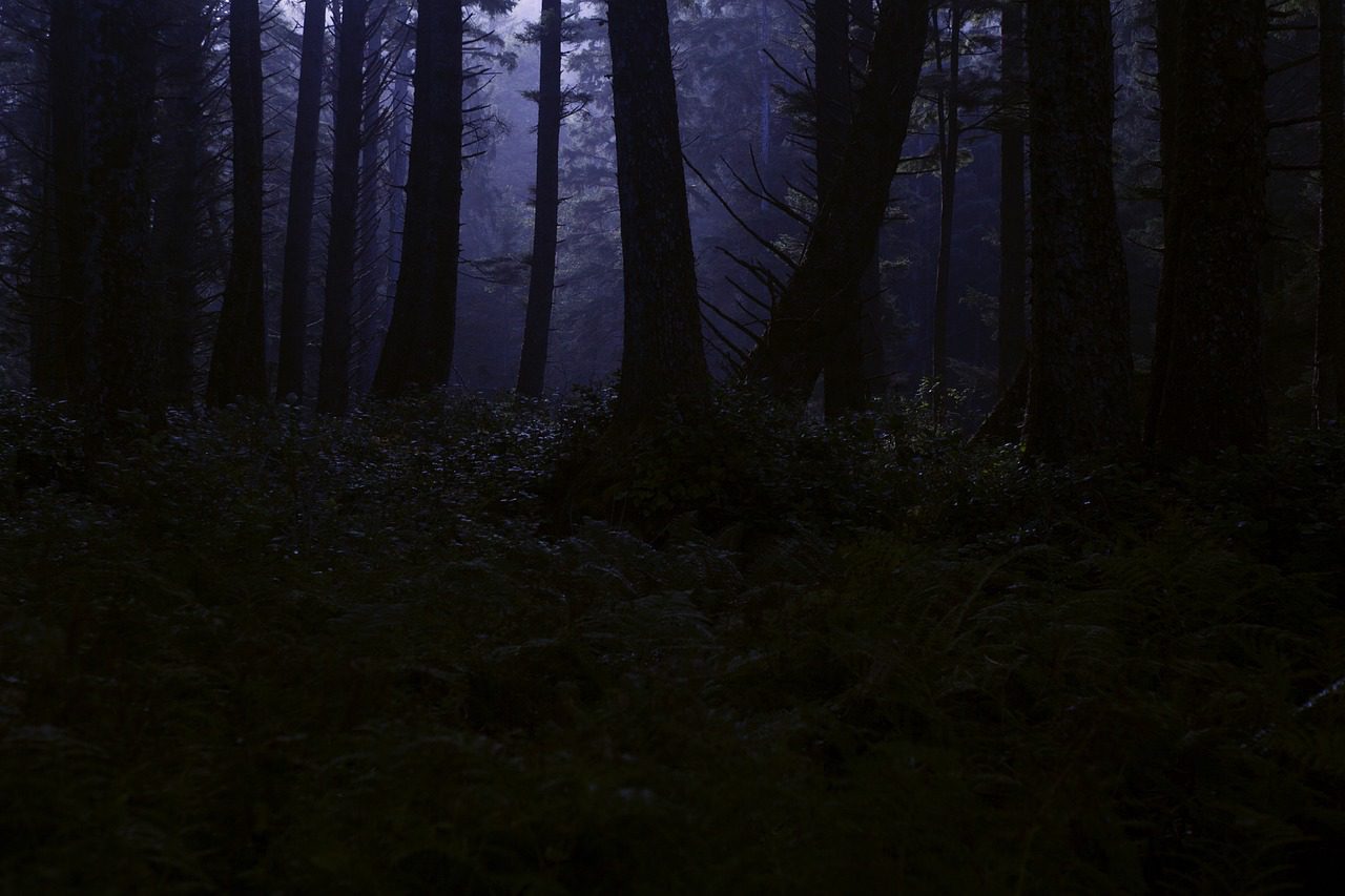 dunkler Wald