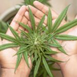 Cannabis