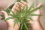 Cannabis Anbaumethoden für Einsteiger: Samen vs. Stecklinge