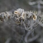 Ethnobotanik