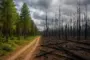 Wie sich der Klimawandel auf unsere Wälder auswirkt
