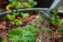 Wasser speichern, Kosten senken: Regenwasser im Garten clever nutzen