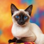 Die kleinste Katze der Welt: Faszination und Fakten über die Miniaturkatze