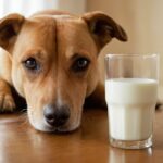Dürfen Hunde Milch trinken? Die wichtigsten Informationen für Hundebesitzer